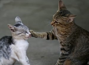 cat hissing at a new kitten