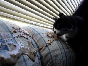 Elderly Cat Vomiting Undigested Food