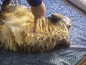 Why does my Cat like Belly Rubs