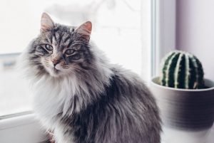 cat eating cactus