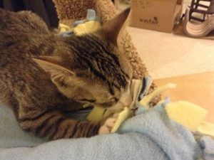 cat kneading with blanket in mouth