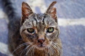 cat not eating or pooping