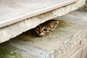 cat suddenly scared of room