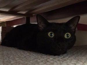 cat wont come out from under bed