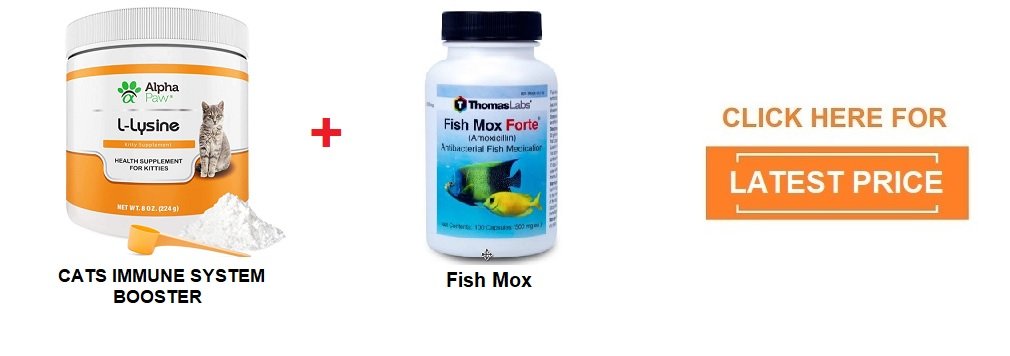 fish mox for cats