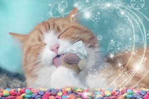 why do cats like ice cream