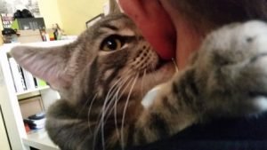 why does my cat lick my ear