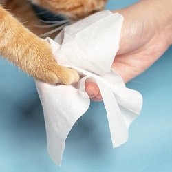 are baby wipes safe for cats