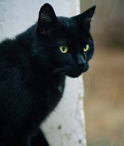 black bombay cat with green eyes