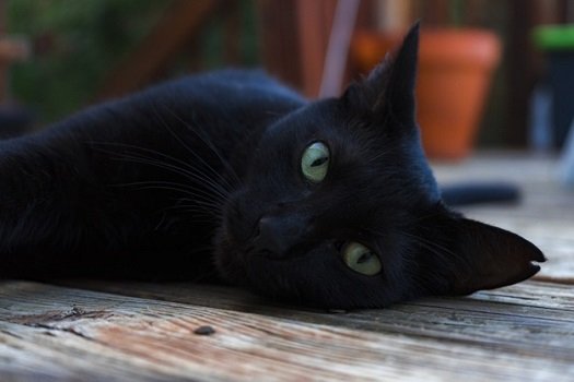 black cat with green eyes temperament