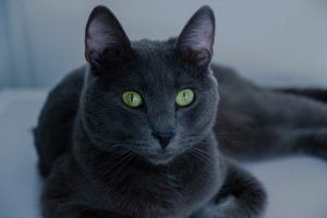 black russian cat with green eyes