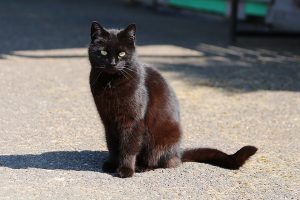 Black Smoke Cat