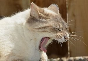 cat coughs after drinking water