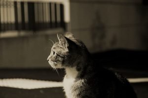 cat crying at night outside