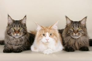 how much is a maine coon cat