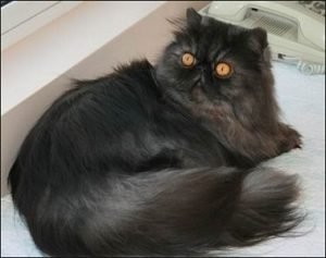 persian black smoke cat identity