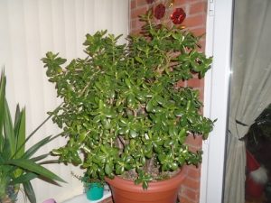 Jade Plant Crassula Ovata money tree toxic to cats or not