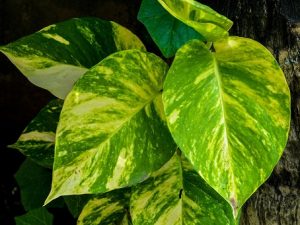 Pothos Epipremnum Aureum are toxic to cats