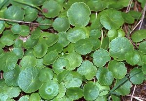 Pennywort Hydrocotyle Vulgaris cat toxicity