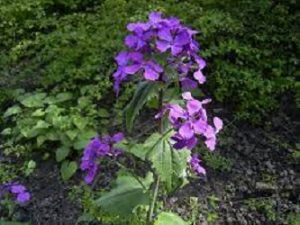 Honesty Flowers Lunaria cats and toxic nature