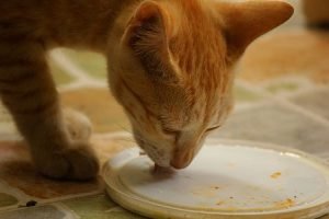 Non Prescription diet for daibetic cat