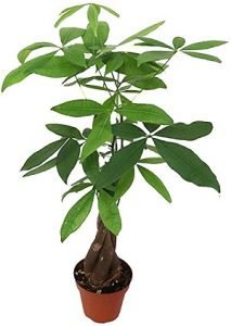 Classic Money Plant Pachira Aquatica money tree toxic to cats