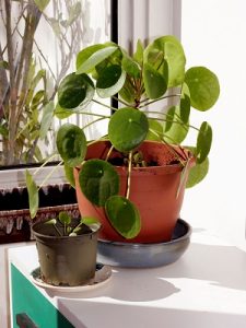 Chinese Money Plant Pilea Peperomioides toxicity to cats