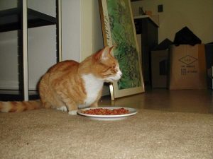 diabetic cat wont eat