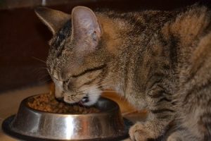 homemade food for diabetic cats