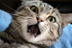 stress hyperglycemia in cats