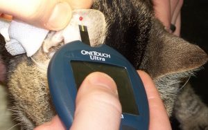 treating diabetes in cat without insulin