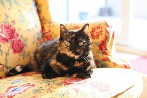treats for cat with kidney disease