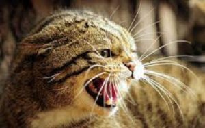 prozac for cats aggression