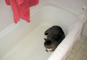 why does my cat pee in the bathtub