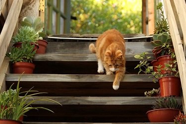 cat door alternatives