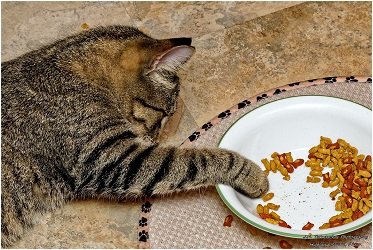 why does my cat throw his food on the floor