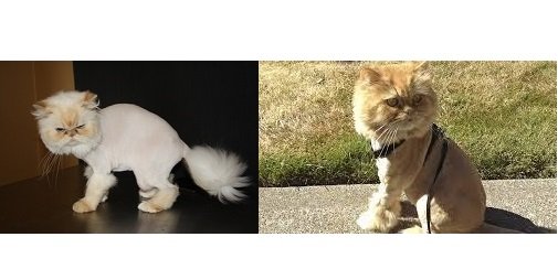 cat teddy bear cut vs lion cut