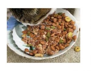 is it cheaper to make your own cat food