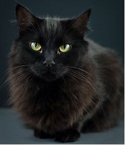 why are black cats called voids