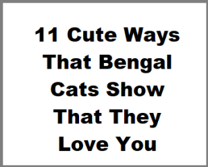 11 Cute Ways That Bengal Cats Show That They Love You