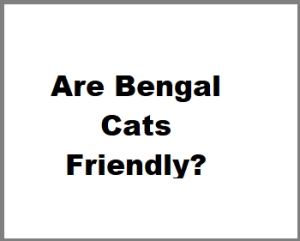 Are Bengal Cats Friendly? 