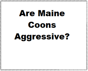 Are Maine Coons Aggressive?
