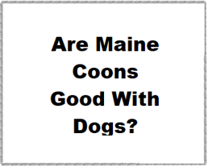 Are Maine Coons Good With Dogs?