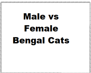 Male vs Female Bengal Cats