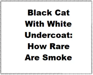 Black Cat With White Undercoat: How Rare Are Smoke Black Cats?