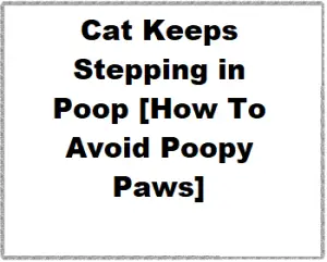 Cat Keeps Stepping in Poop (How To Avoid Poopy Paws)