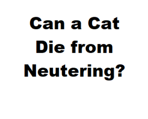 Can a Cat Die from Neutering?