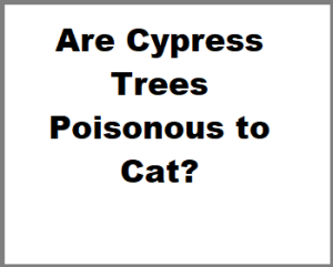 Are Cypress Trees Poisonous to Cat?