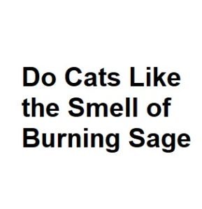 Do Cats Like the Smell of Burning Sage