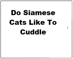 Do Siamese Cats Like To Cuddle
